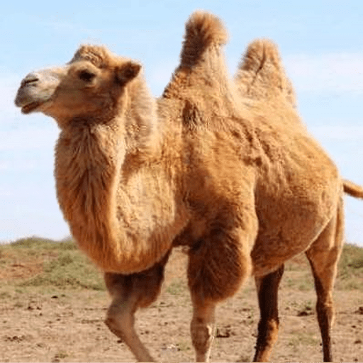 The Camel Unlimited Money Mod Apks 1.2.5 The Camel Unlimited Money Mod Apks 1.2.5