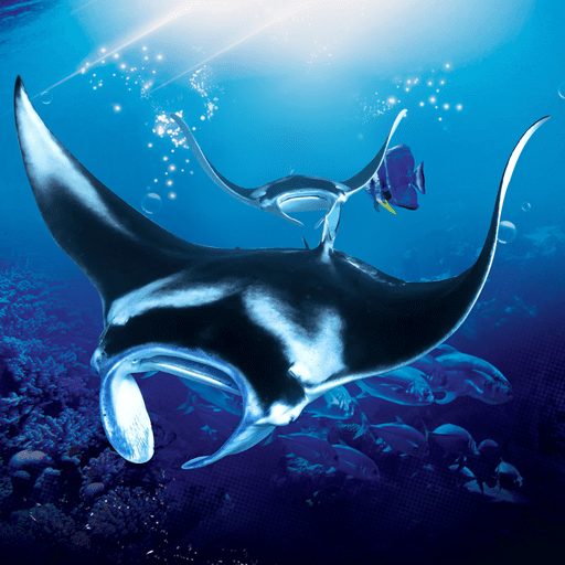 The Manta rays [Unlimited Money] Mod Apks 1.1.8